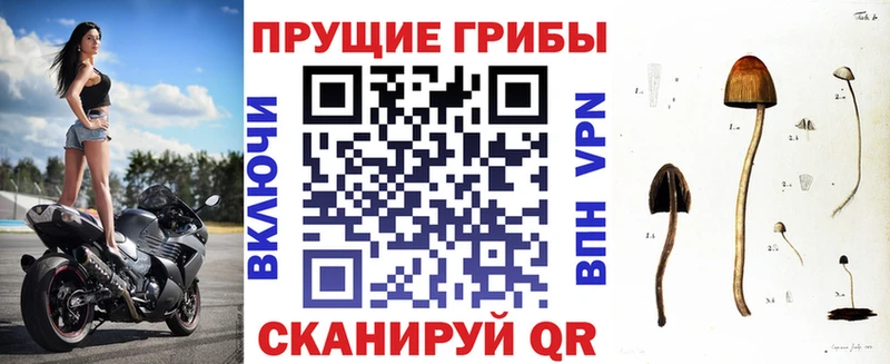 Купить закладки  Поворино  Псилоцибиновые грибы GOLDEN TEACHER 